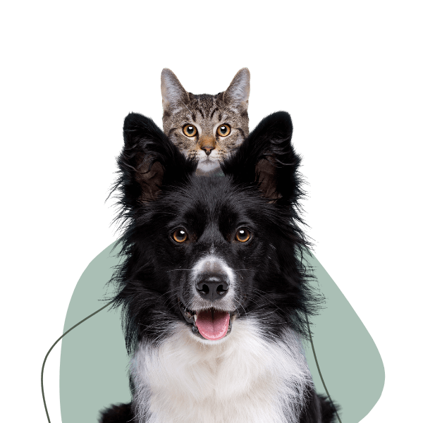 Fisioterapia veterinaria