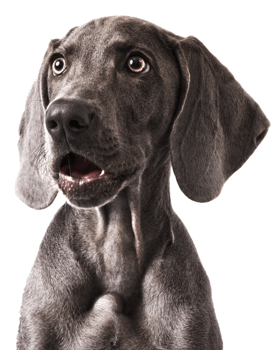 Fisioterapia veterinaria