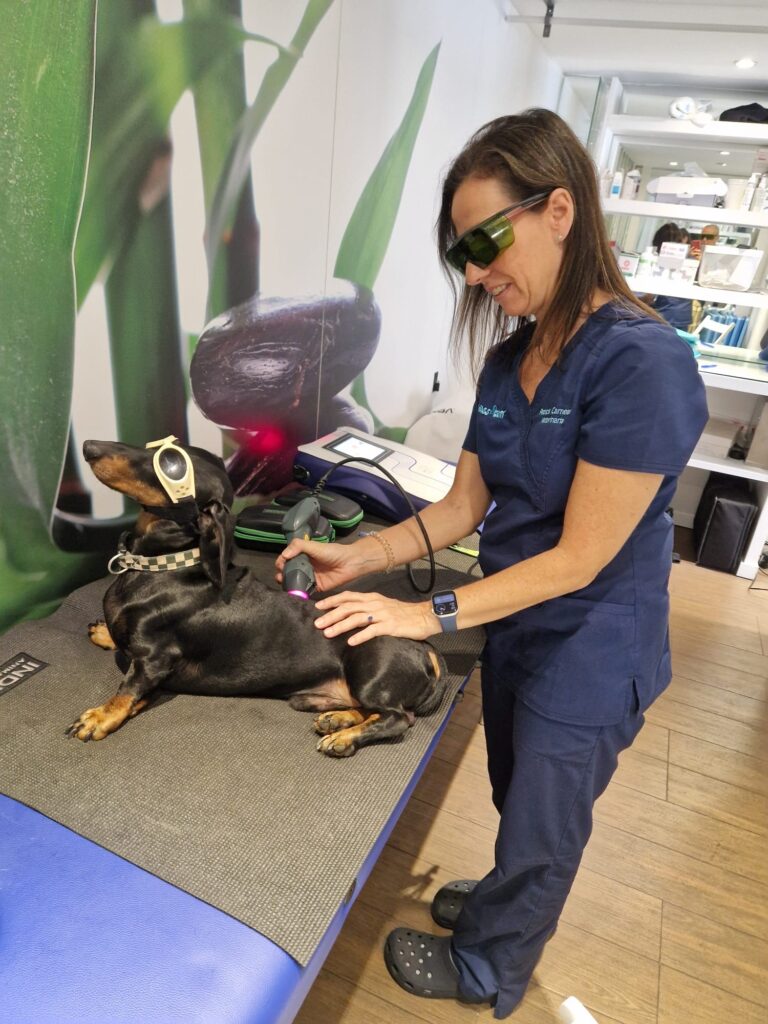Fisioterapia veterinaria Sevilla_ guía completa