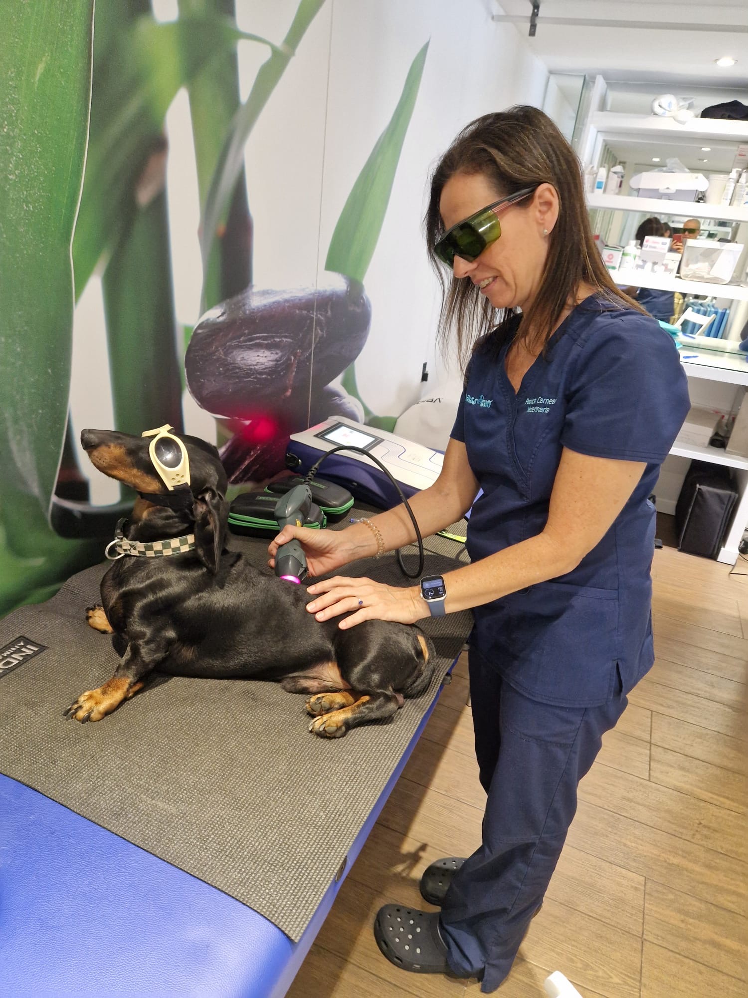 Fisioterapia veterinaria Sevilla_ guía completa