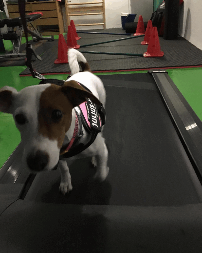 Ejercicios para perros Sevilla: guía práctica
